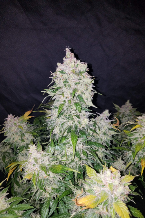 Stardawg Auto Cannabis Seeds Buy Star Dawg Weed Strain Fast Buds   C98135410a9d72db704d3233b21c2335 