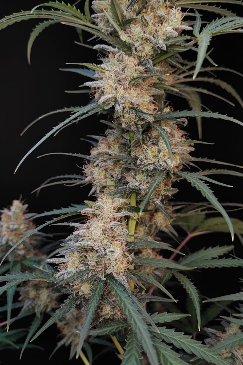 Photo of Chemdawg Auto