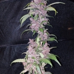 LSD-25 Auto Seeds - Fast Buds Autoflowering Cannabis