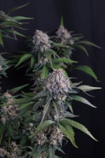 Lemon Cherry Sundae Auto