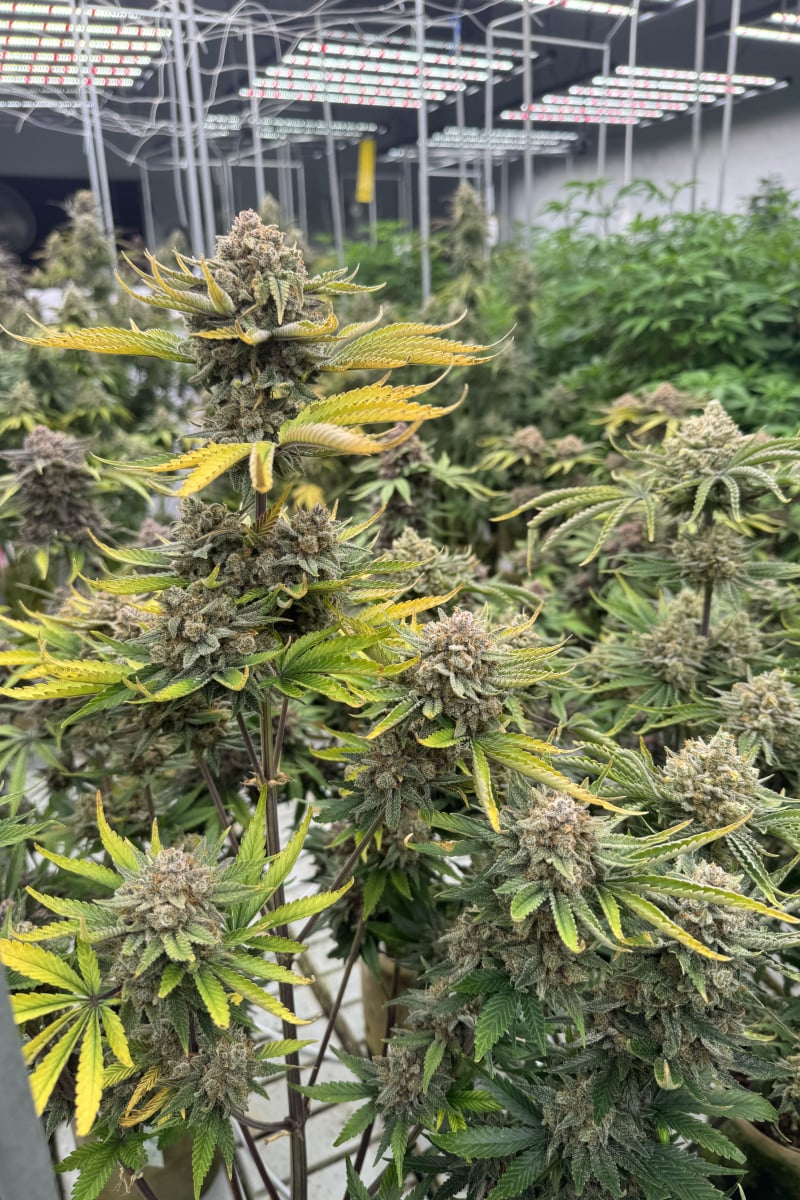 Photo of Cherry Cola Auto RF3