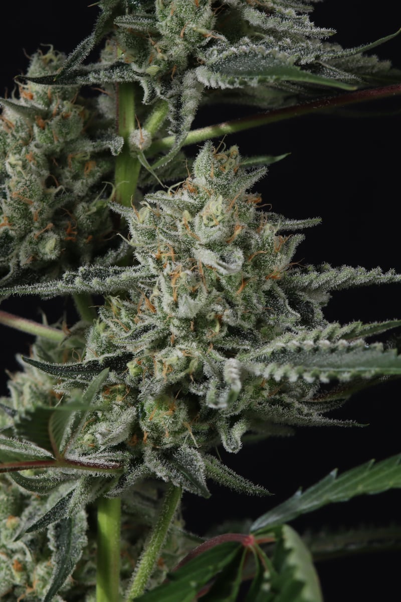 Photo of Banana Guava Auto