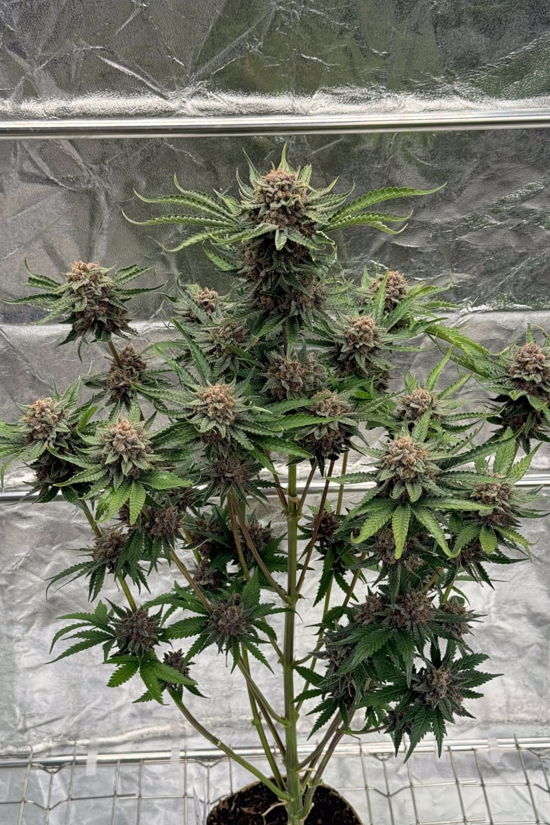 Photo of Cherry Cola Auto RF3