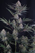 Lemon Tree Auto