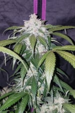 Pineapple Express Auto