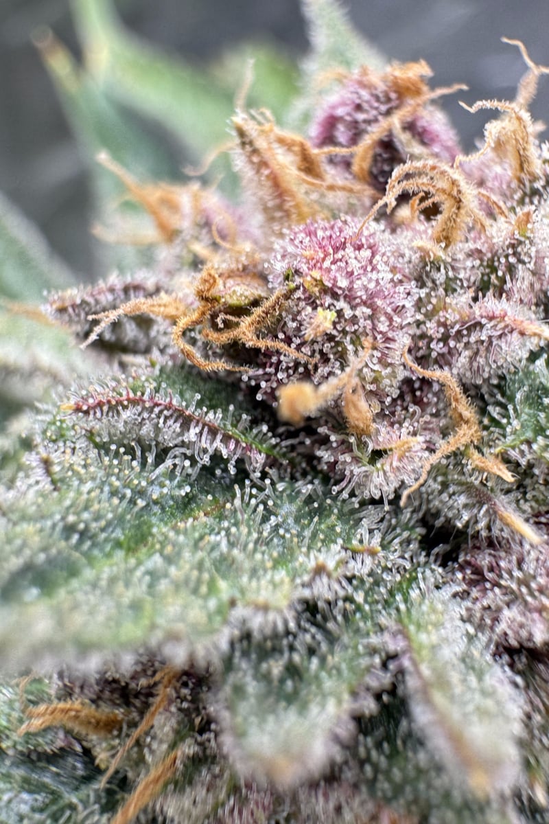 Photo of Cherry Cola Auto RF3