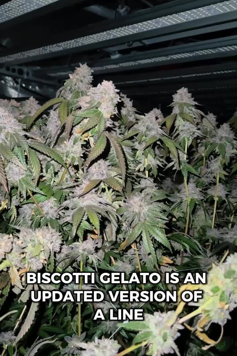 Biscotti Gelato video