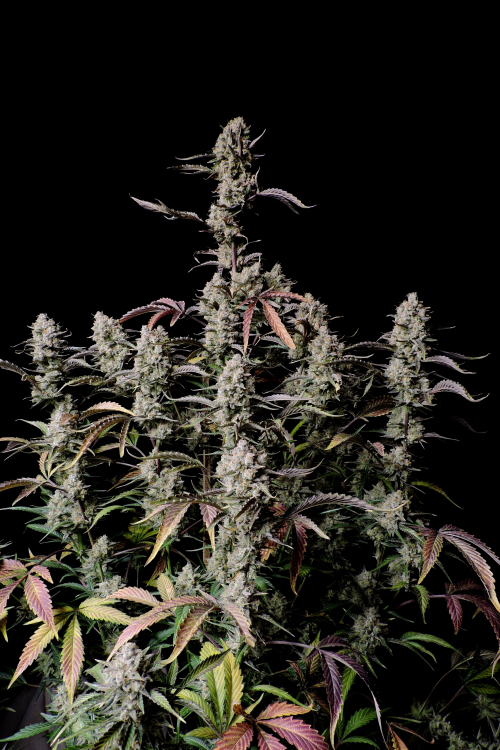 Buy Gorilla Zkittlez Auto Cannabis Seeds | Fast Buds