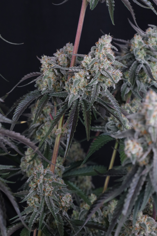 Pineapple OG Auto