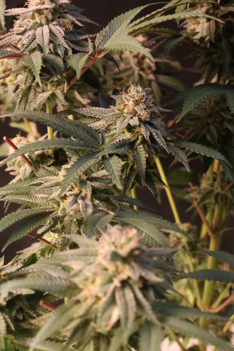 Photo of Lemon Cherry Runtz