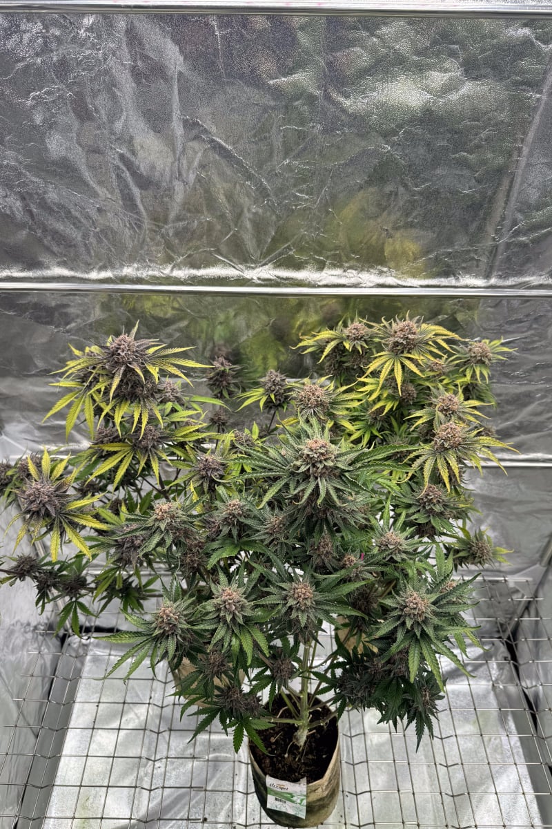 Photo of Cherry Cola Auto RF3
