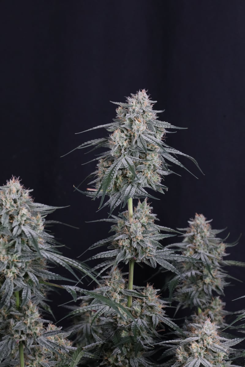 Photo of Garlic Mint Sherbet Auto