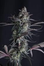Pineapple OG Auto