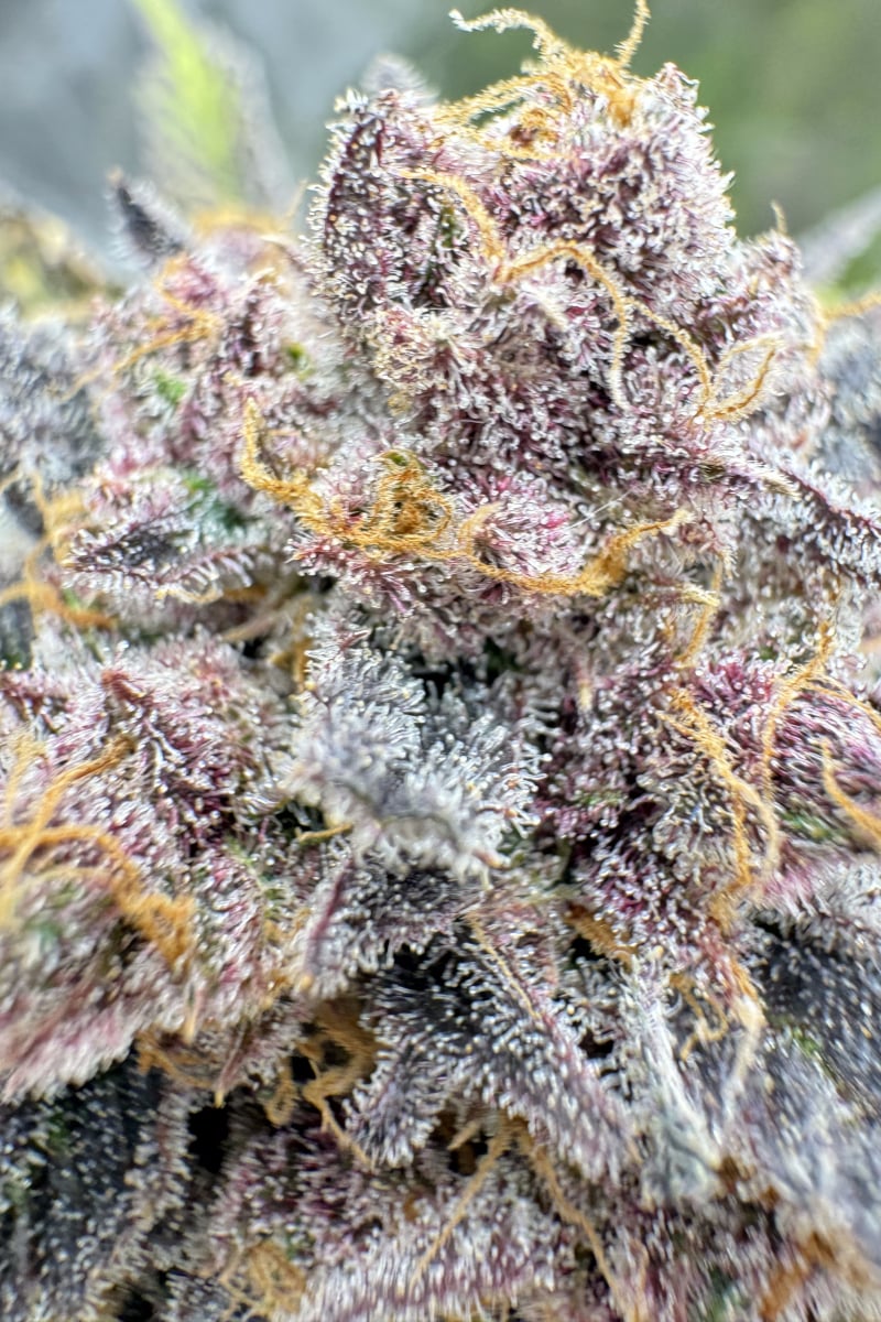 Photo of Cherry Cola Auto RF3