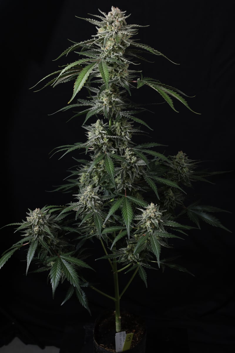 Photo of Banana Guava Auto
