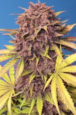 Purple Lemonade Auto