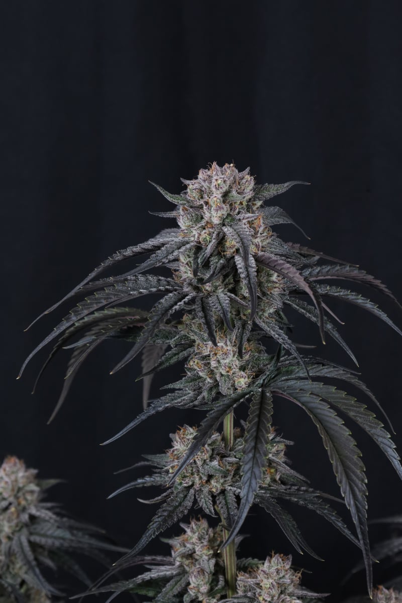 Photo of Mango Frost Auto