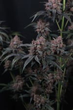 Mango Cherry Runtz Auto
