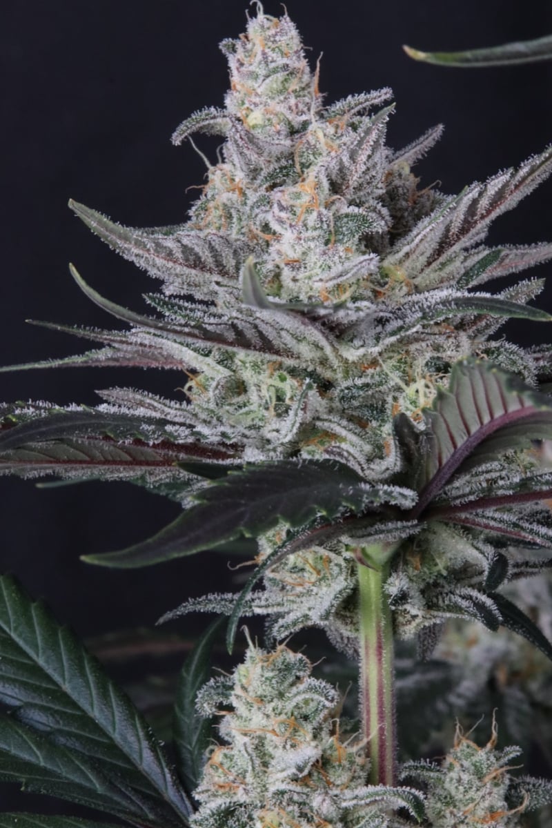 Photo of Mendo Guava Auto