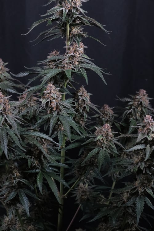 Mendo Cherry Cookies Auto