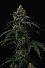 Banana Cherry Cookies Auto