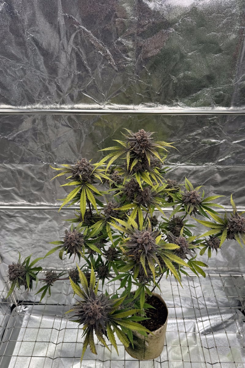 Photo of Cherry Cola Auto RF3