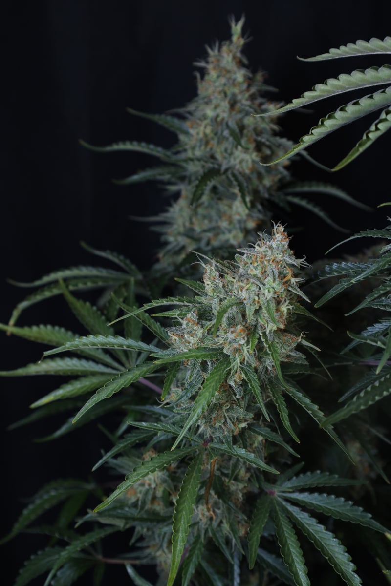 Photo of Gorilla Z Auto