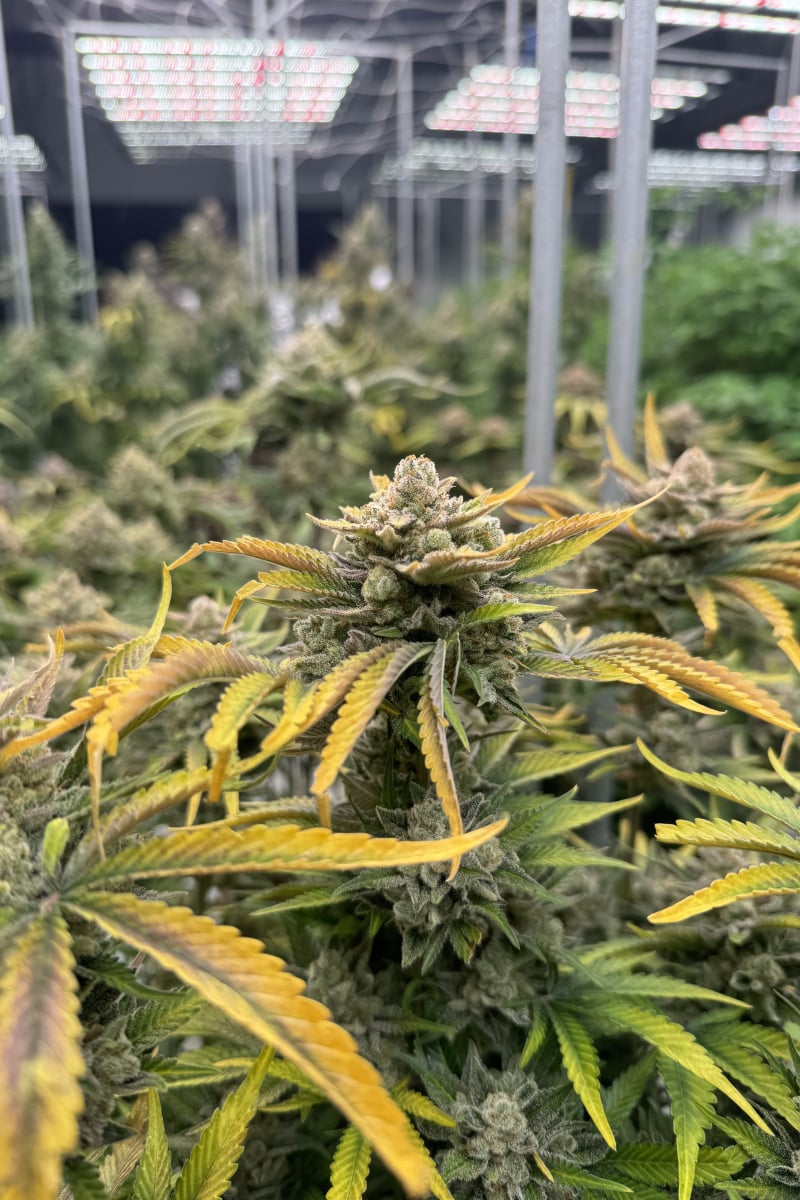 Photo of Cherry Cola Auto RF3