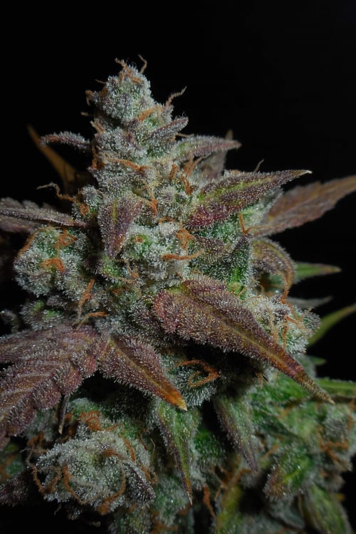 Buy Lemon AK Auto Cannabis Seeds | Fast Buds