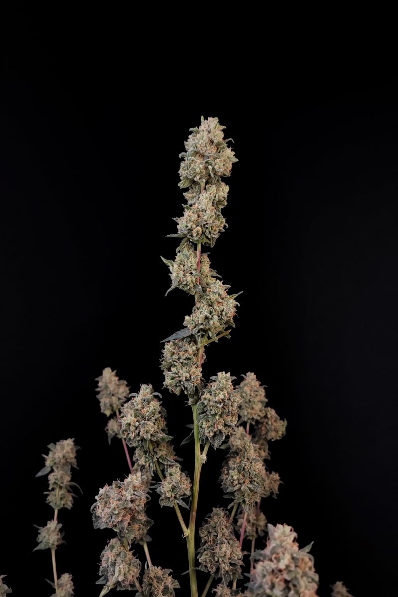 Photo of AK Auto