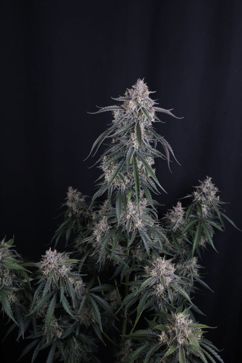 Photo of GMO Auto