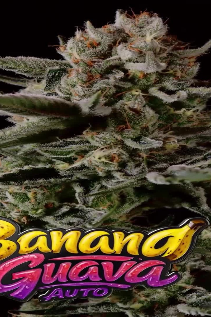Banana Guava Auto video
