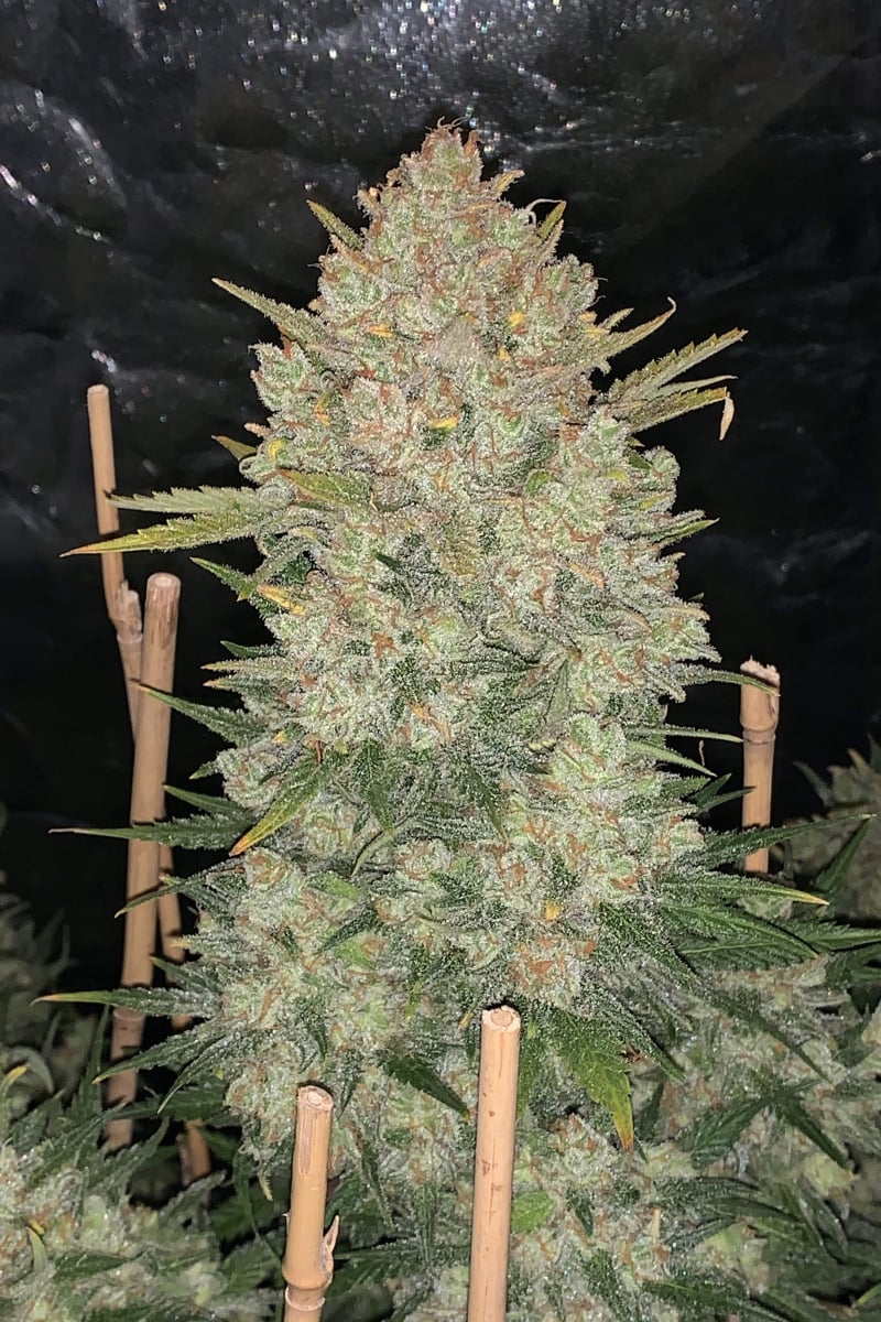 Photo of OG Kush Auto