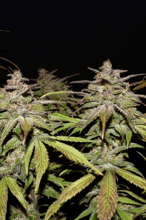 Buy Smoothie Auto Cannabis Seeds | Fast Buds