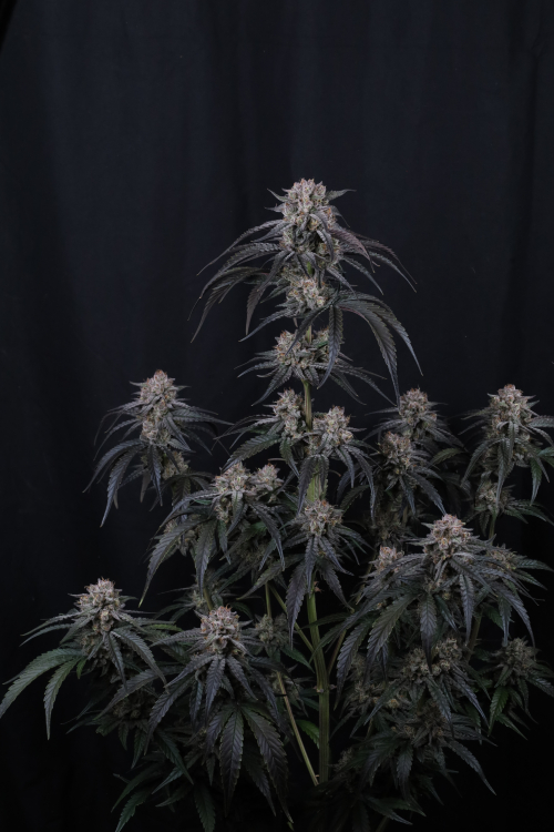 Mango Frost Auto