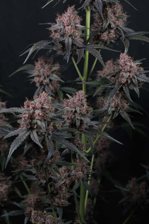 Mango Cherry Runtz Auto