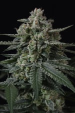 Banana Frost Auto