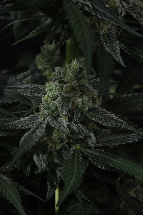 Banana Frost Auto