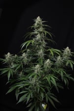 Banana Frost Auto