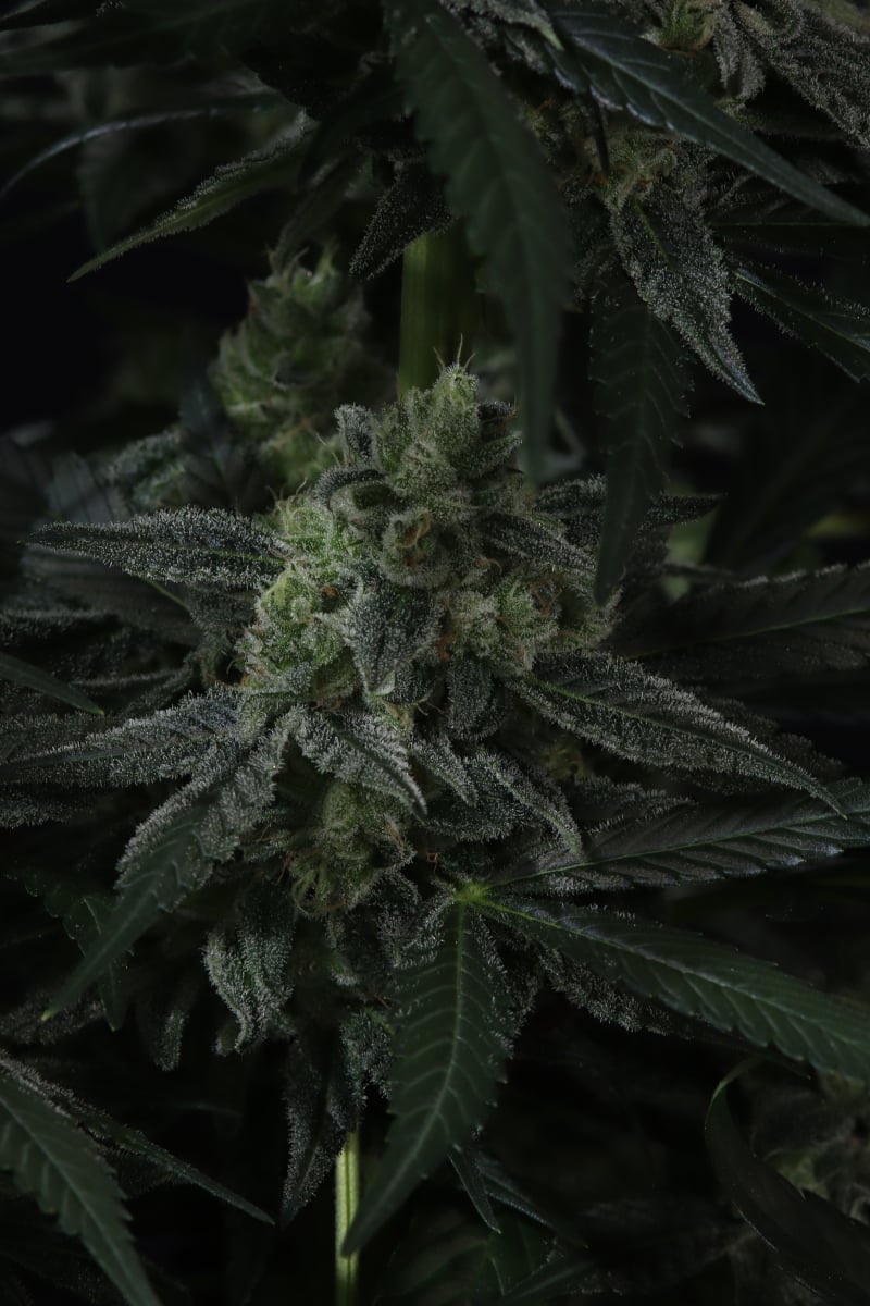 Photo of Banana Frost Auto