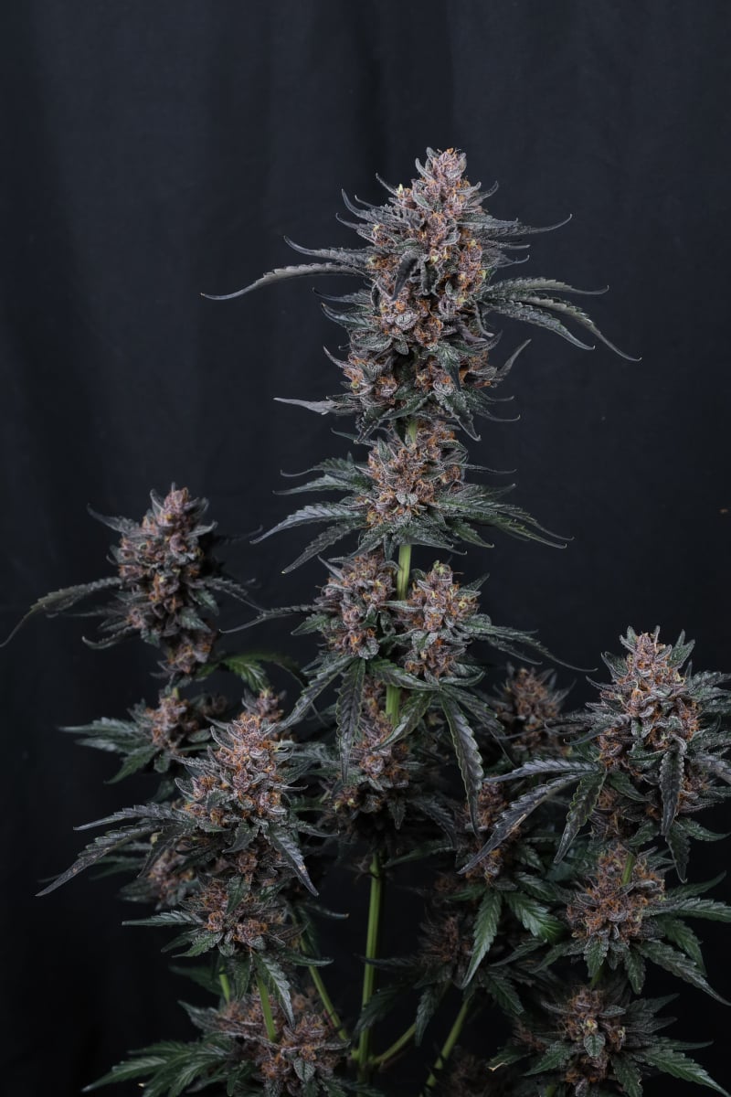 Photo of Mango Cherry Runtz Auto