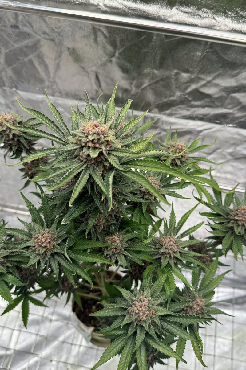 Photo of Cherry Cola Auto RF3
