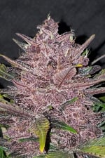 Blackberry Auto