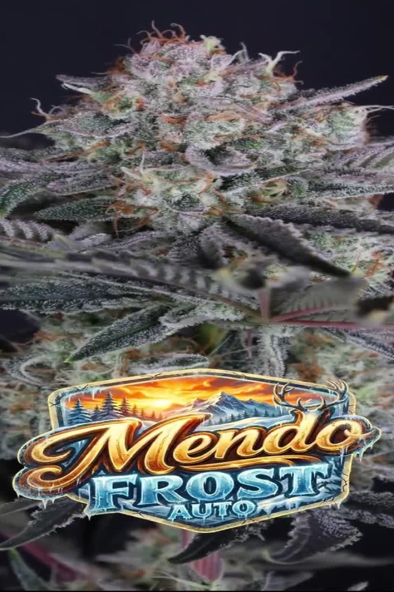 Mendo Frost Auto video