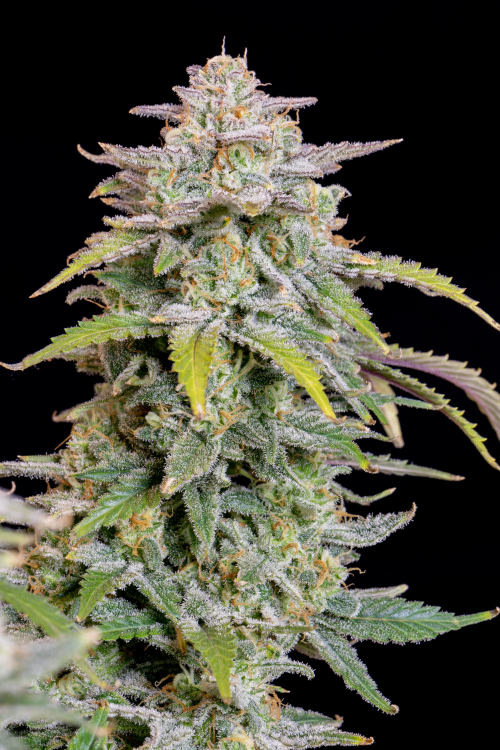 Buy Forbidden Runtz Auto Cannabis Seeds | Fast Buds