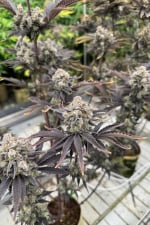 Banana Purple Punch Auto RF3