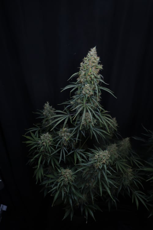 Gorilla Z Auto