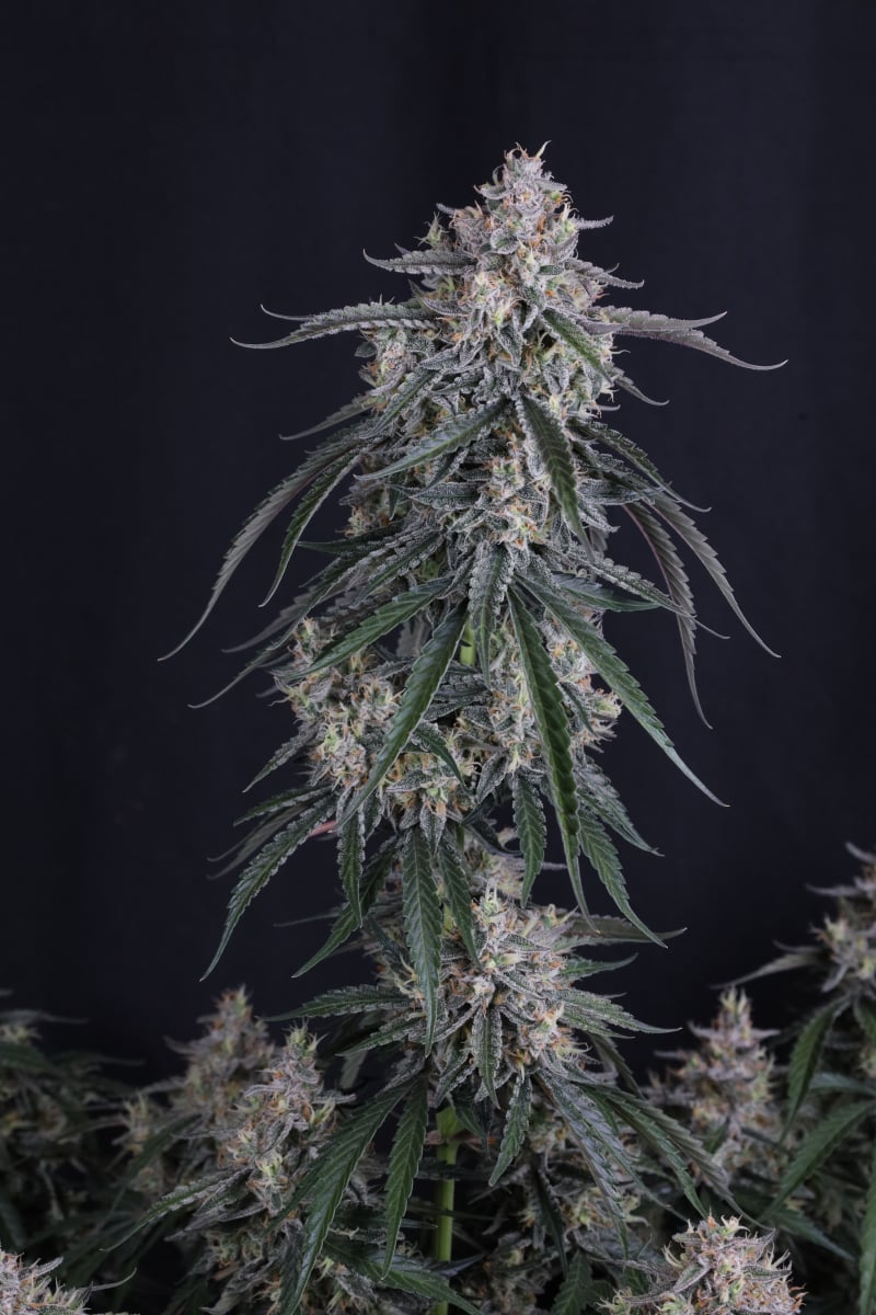 Photo of GMO Auto