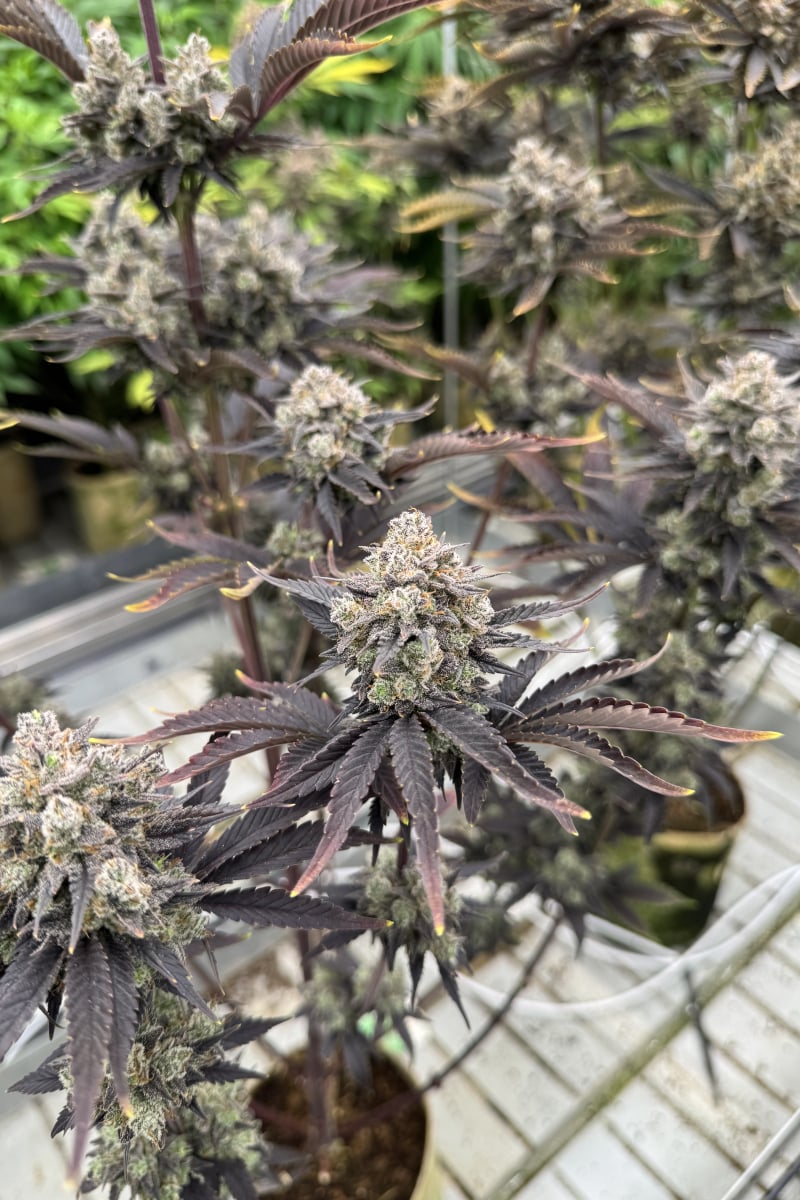 Photo of Banana Purple Punch Auto RF3