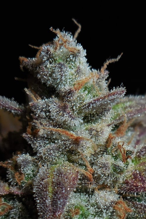 Buy Lemon AK Auto Cannabis Seeds | Fast Buds